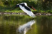 Saddle-billed stork in flight : 2014 Uganda